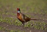 Image. Common Pheasant