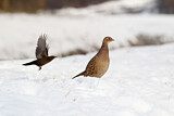 Image. Common Pheasant