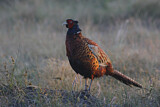 Image. Common Pheasant