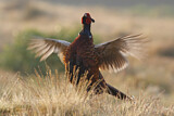 Image. Common Pheasant