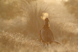 Image. Common Pheasant