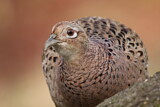 Image. Common Pheasant