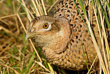 Image. Common Pheasant