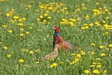 Image. Common Pheasant
