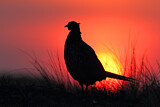 Image. Common Pheasant