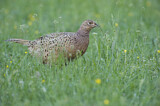 Image. Common Pheasant