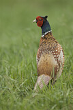 Image. Common Pheasant