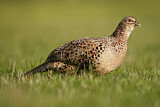 Image. Common Pheasant