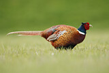 Image. Common Pheasant