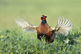 Image. Common Pheasant