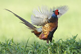 Image. Common Pheasant