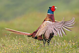Image. Common Pheasant