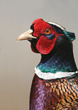 Image. Common Pheasant