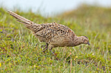 Image. Common Pheasant