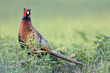 Image. Common Pheasant