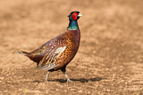 Image. Common Pheasant