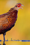 Image. Common Pheasant