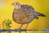 Image. Common Pheasant
