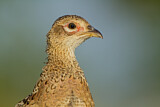 Image. Common Pheasant