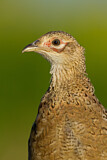 Image. Common Pheasant