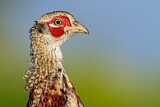 Image. Common Pheasant