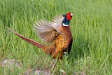 Image. Common Pheasant