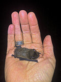 Image. Common Pipistrelle Bat