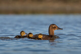 Image. Common Pochard