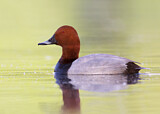 Image. Common Pochard