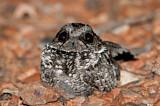 Image. Common Poorwill