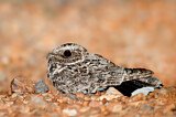 Image. Common Poorwill