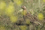 Image. Common Quail