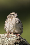 Image. Common Quail