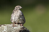 Image. Common Quail