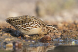 Image. Common Quail