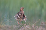 Image. Common Quail