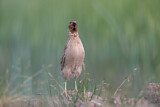 Image. Common Quail