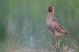 Image. Common Quail