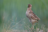 Image. Common Quail