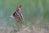 Image. Common Quail