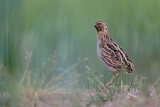 Image. Common Quail