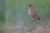 Image. Common Quail
