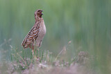 Image. Common Quail