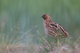Image. Common Quail