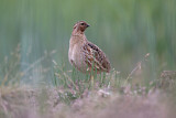 Image. Common Quail