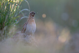 Image. Common Quail