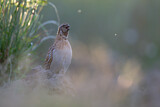 Image. Common Quail