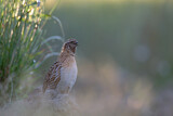 Image. Common Quail
