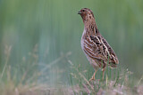 Image. Common Quail