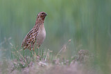 Image. Common Quail
